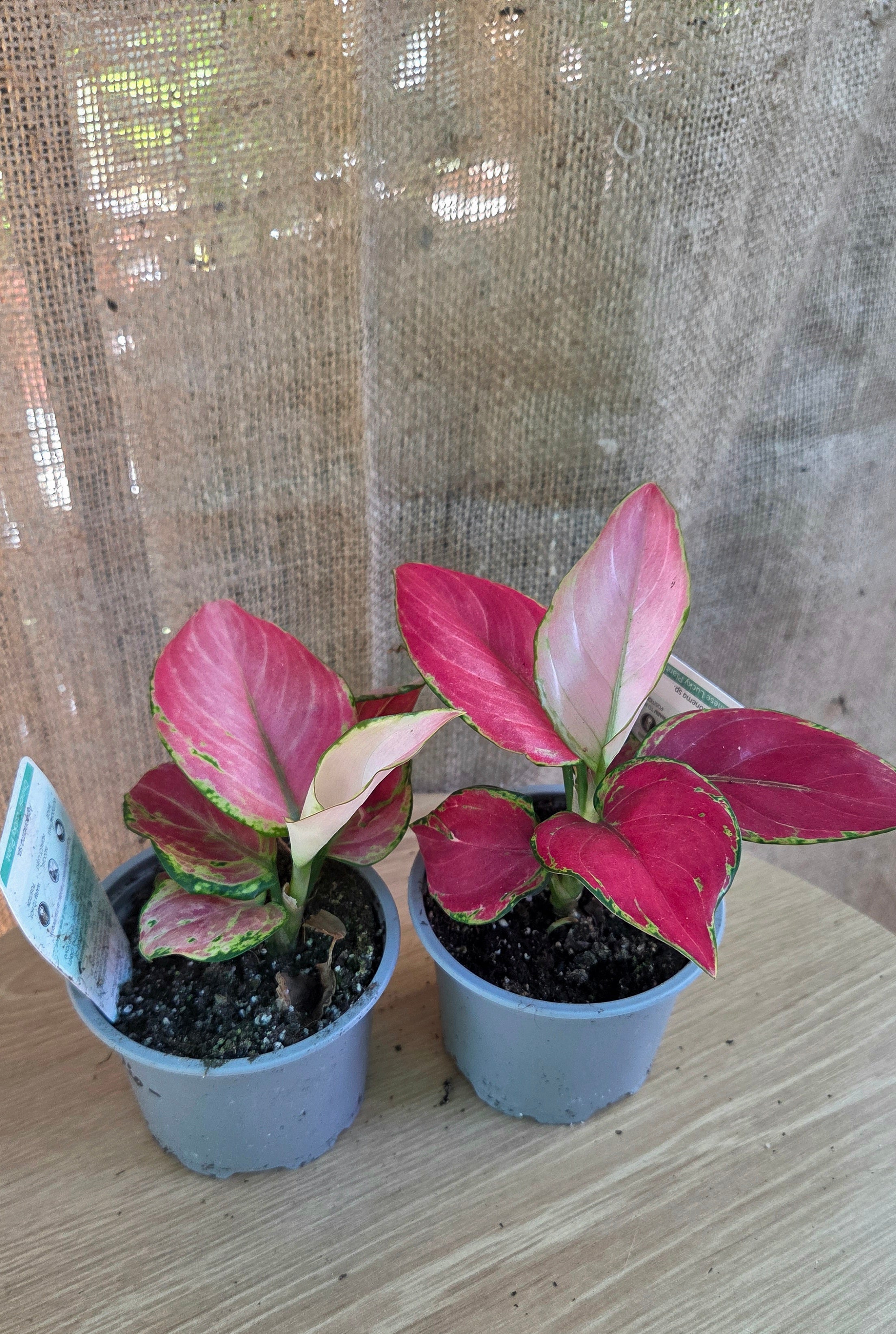 Aglaonema sp.