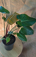 Philodendron Summer Glory