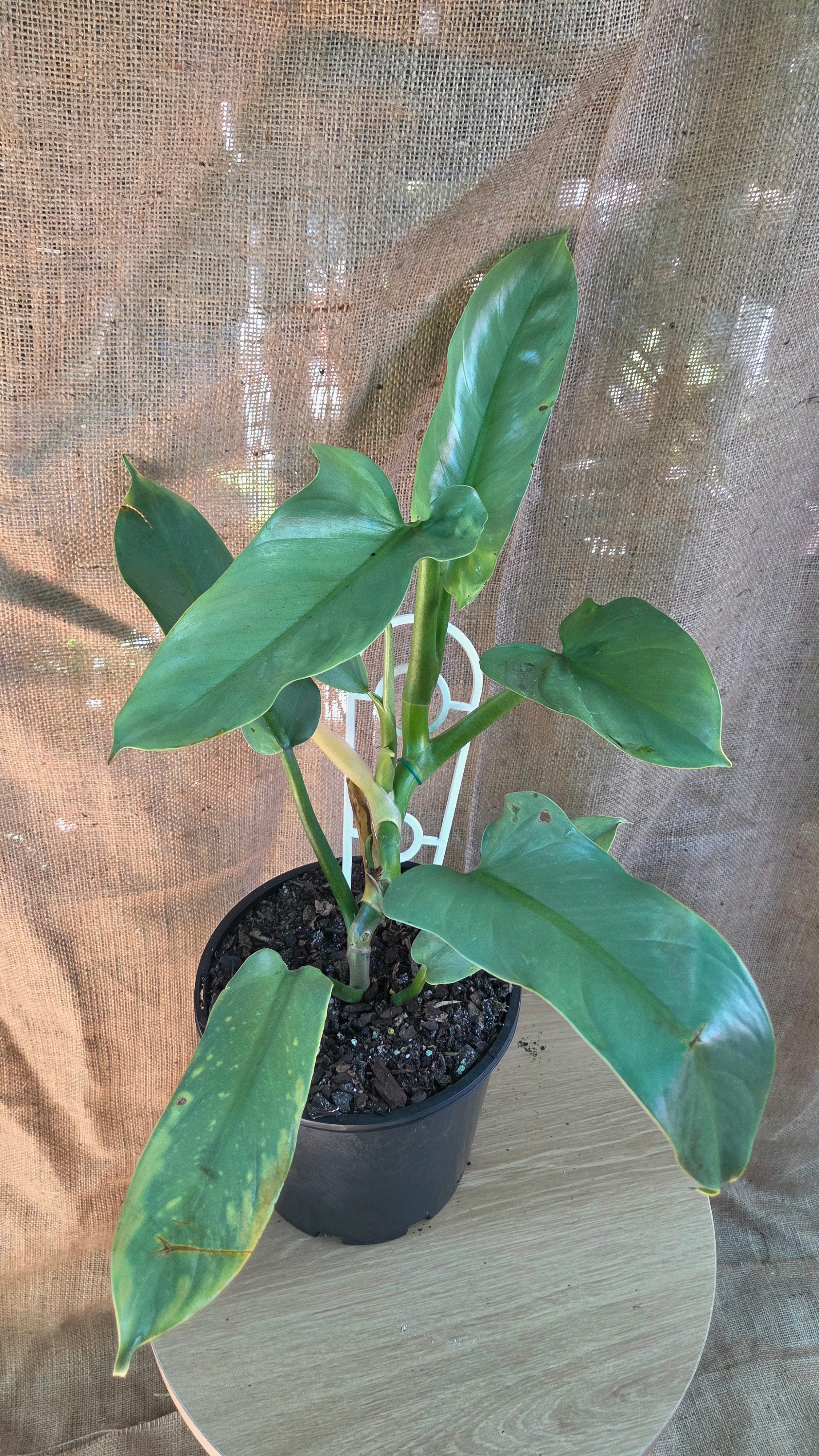 Philodendron Silver Sword