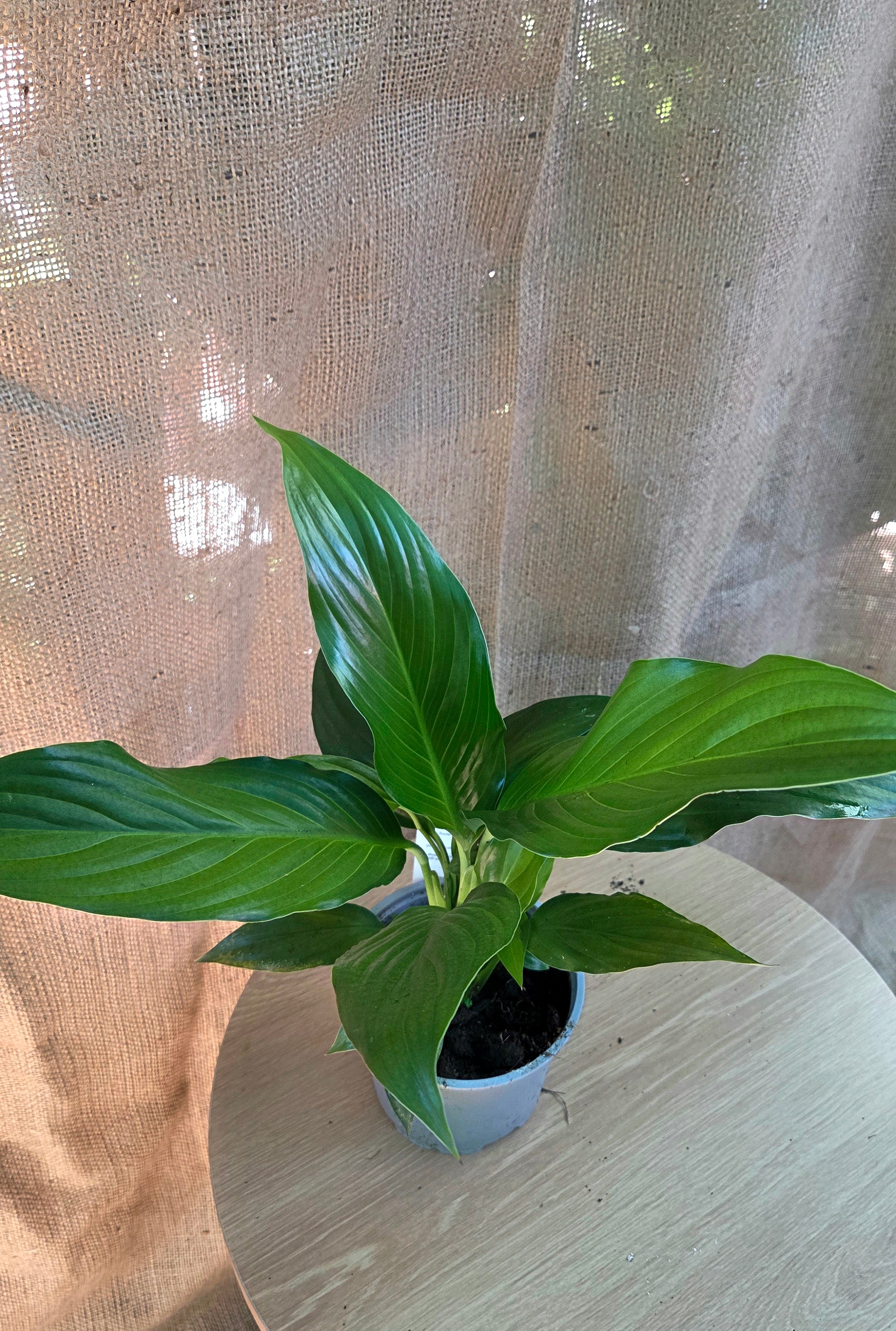 Spathiphyllum PEACE LILY