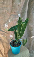 Philodendron BILLITAE