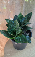 Sansevieria Hahnii