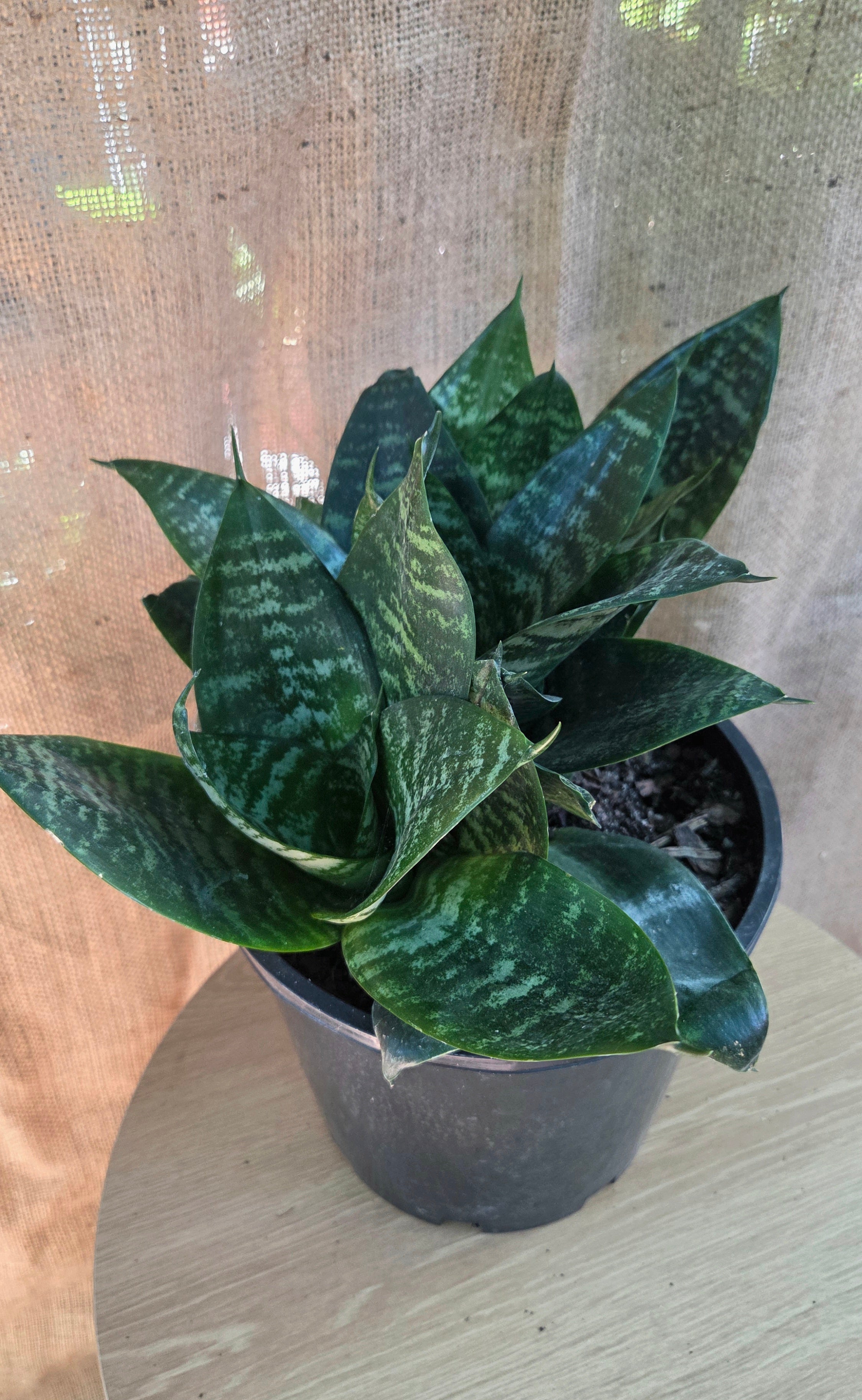 Sansevieria Hahnii