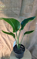 Strelitzia Nicolai