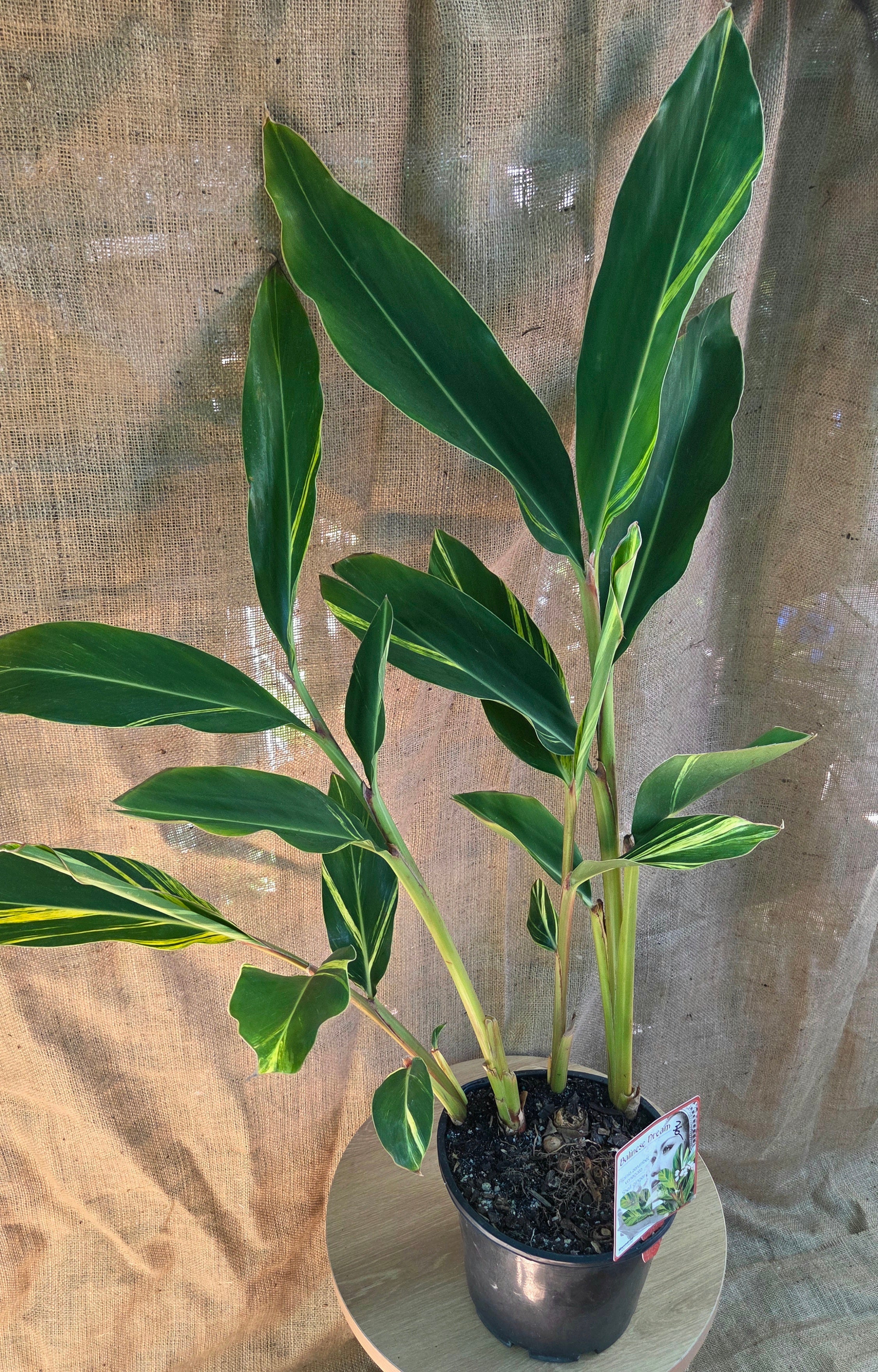 Alpinia variegated Shell Ginger