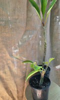 Frangipani species