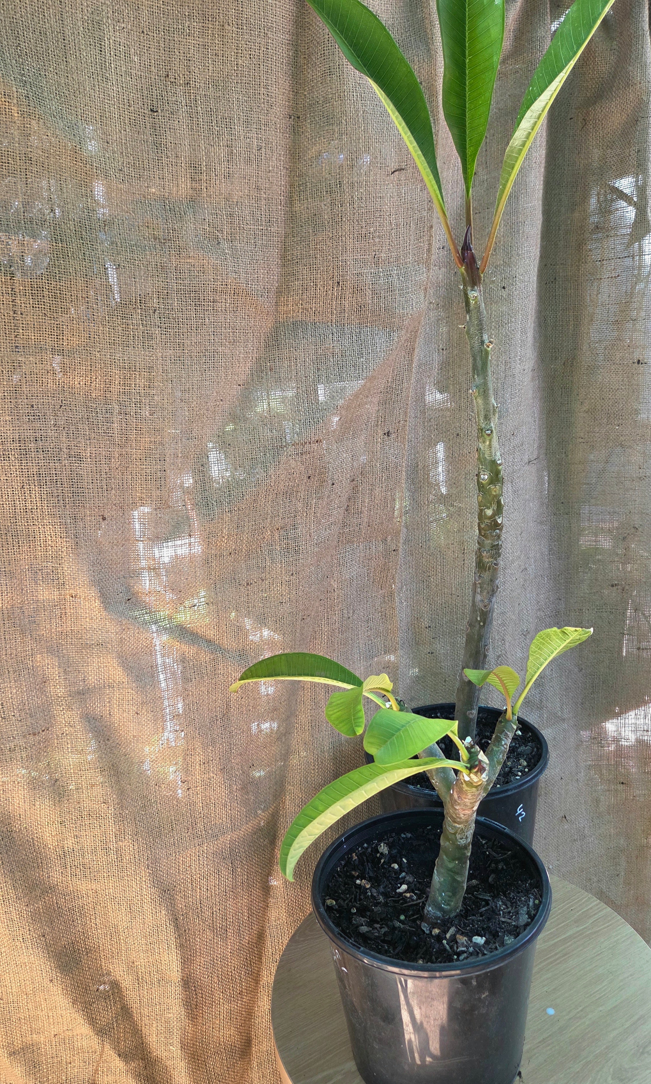Frangipani species