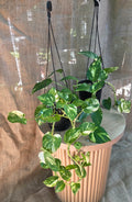 Epipremnum Aurea DEVIL'S IVY