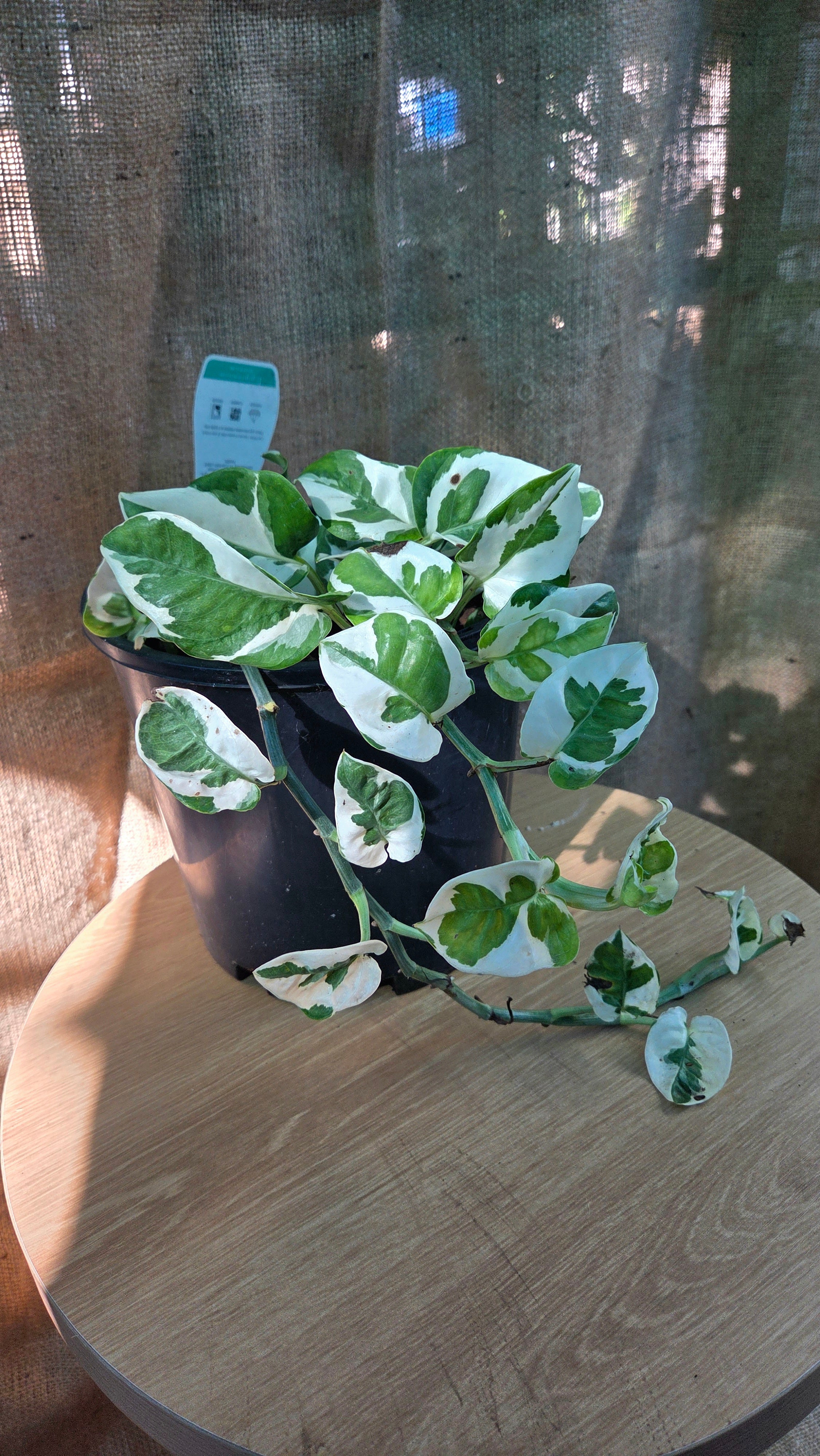 Epipremnum Snow Queen