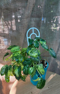 Philodendron Burle Marx variegated