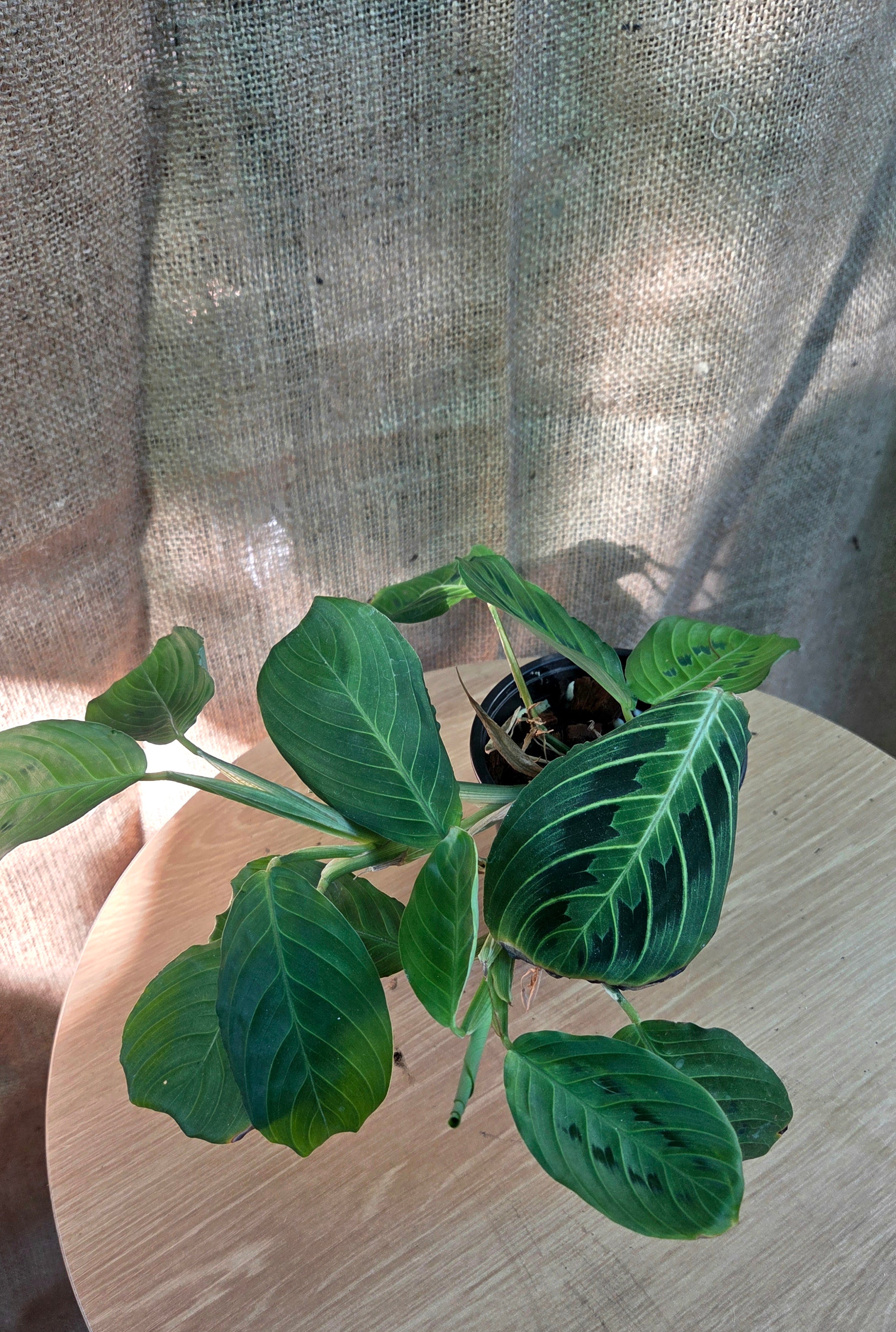 Maranta Lemon&Lime