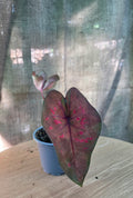 Caladium sp