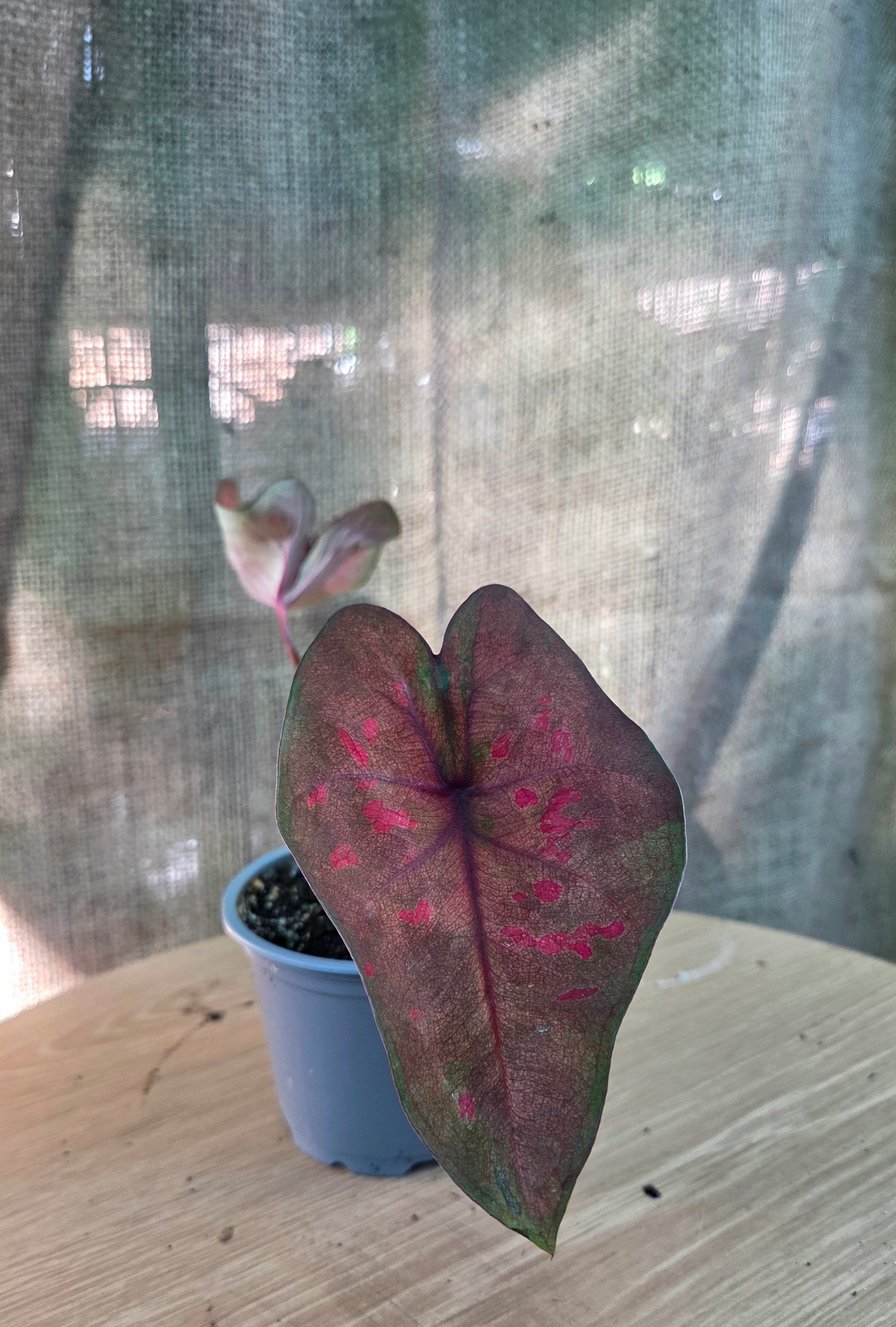 Caladium sp