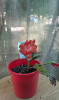 Zygo RED