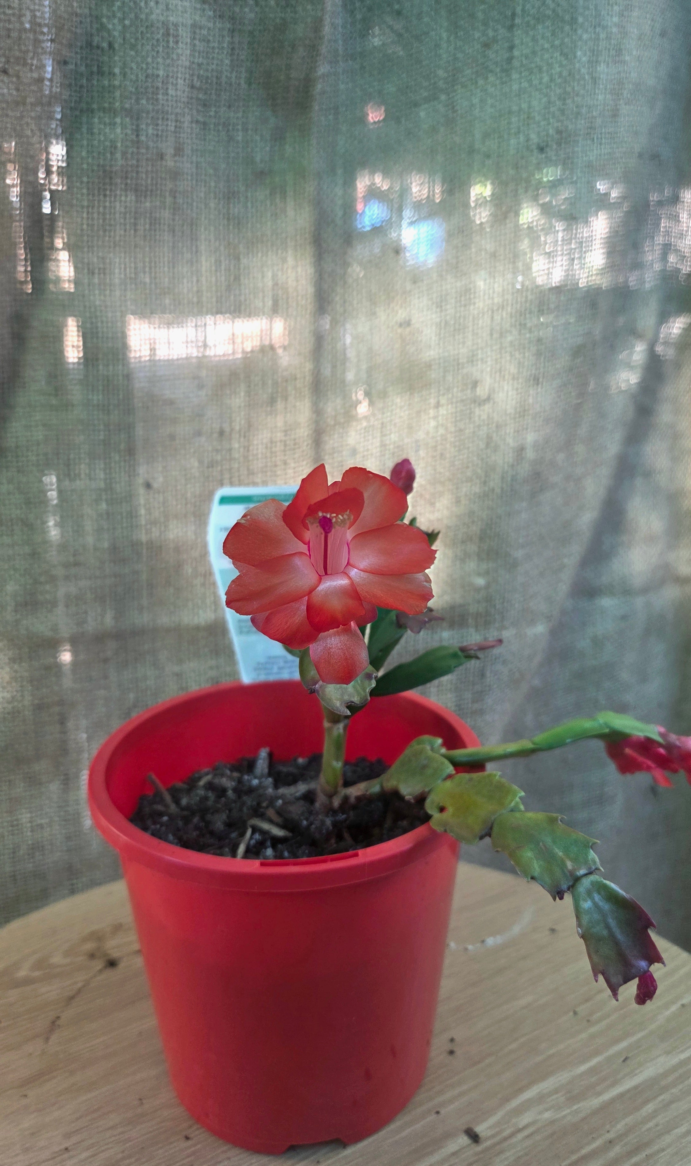 Zygo RED