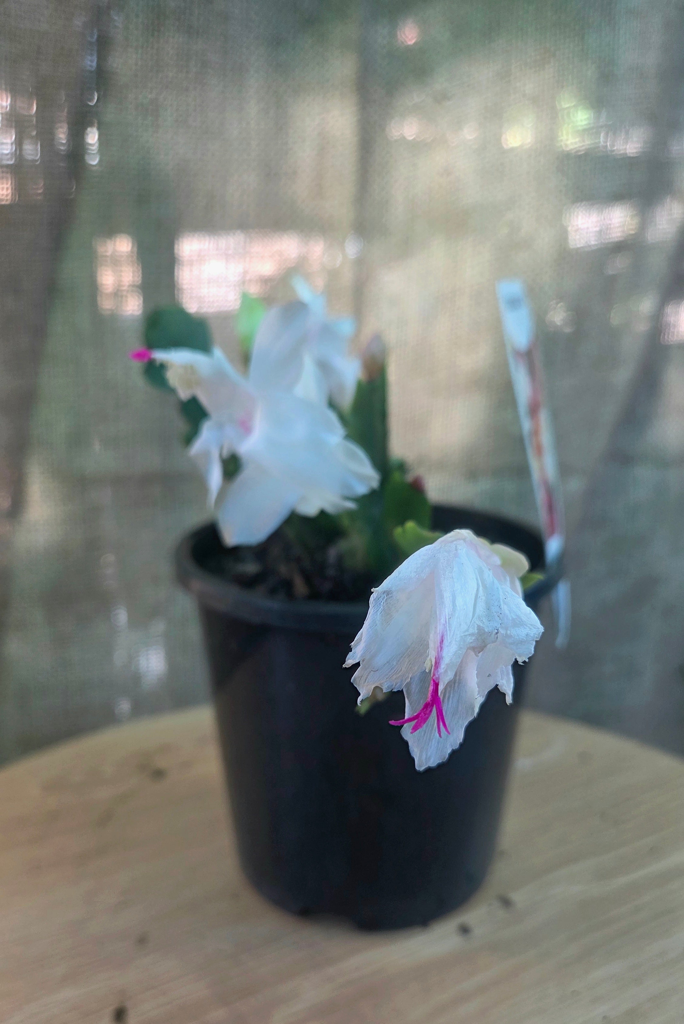 Zygo WHITE