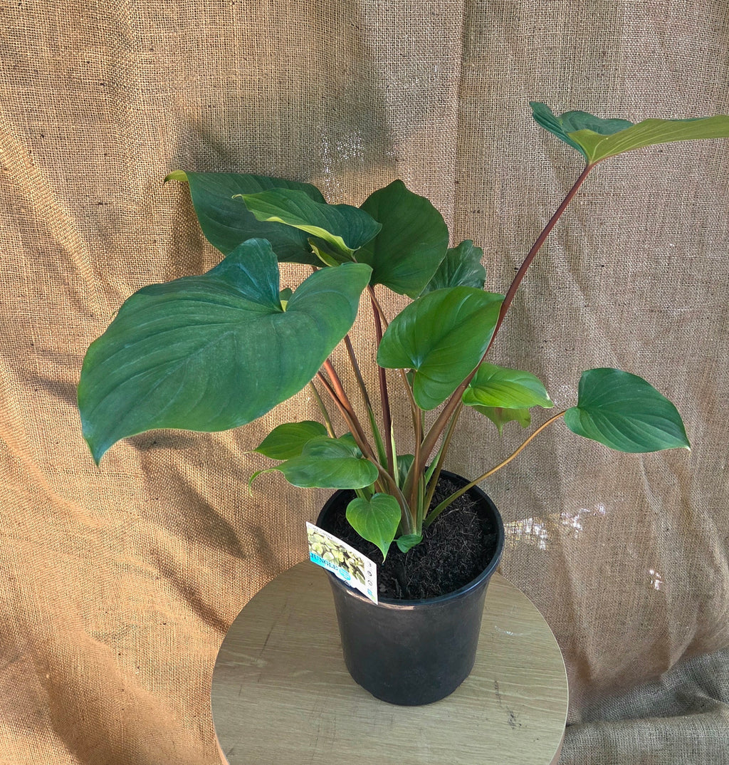 Homalomena Maggi