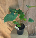 Homalomena Maggi