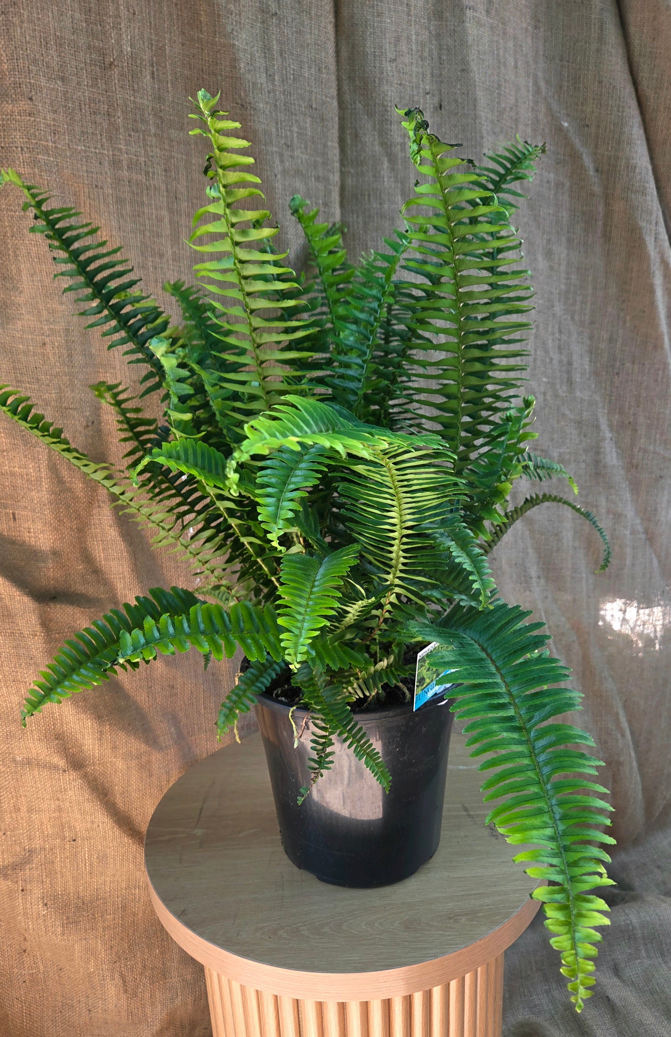 Nephrolepis Emerald Queen