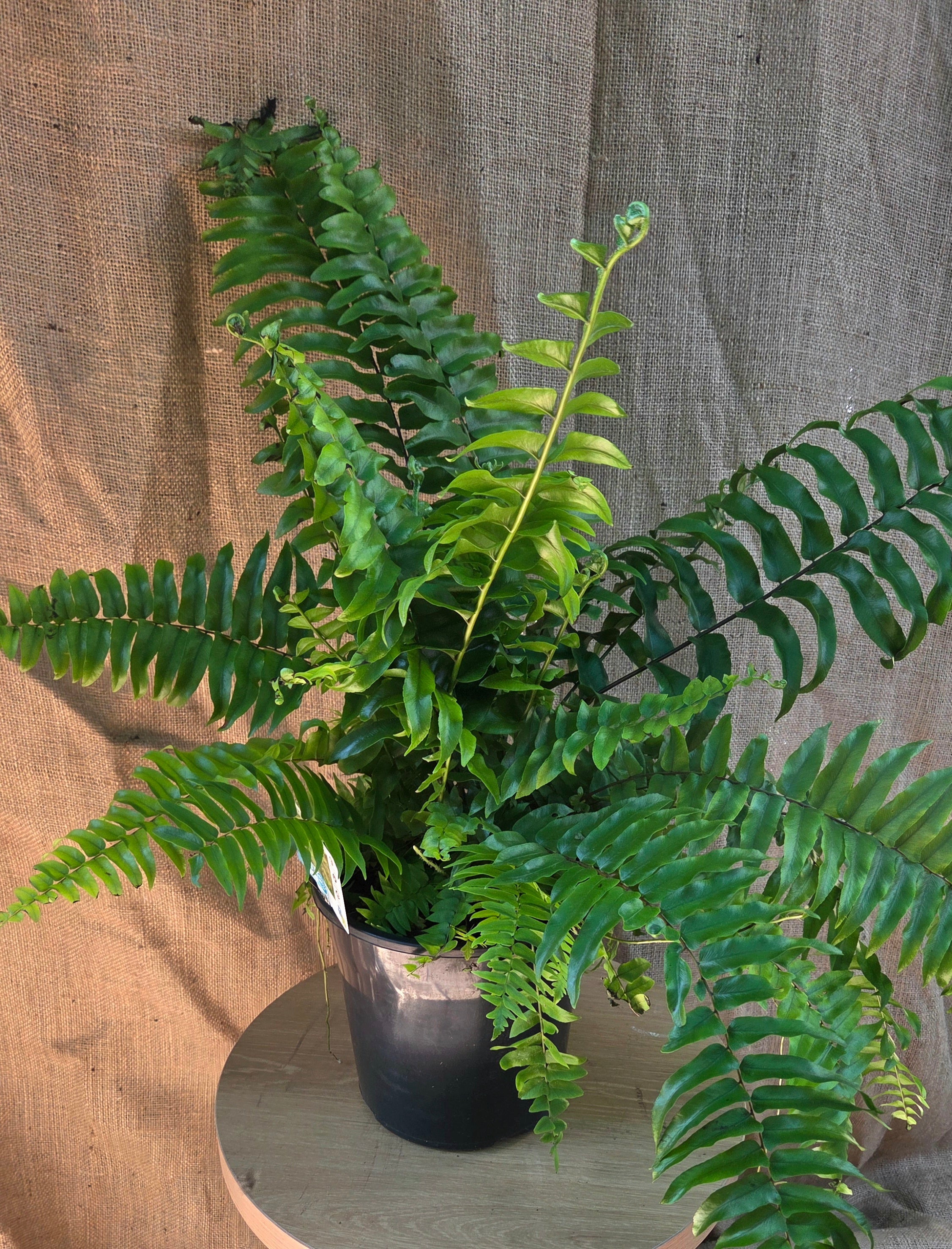 Nephrolepis Macho