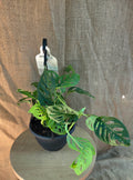 Monstera Adansonii