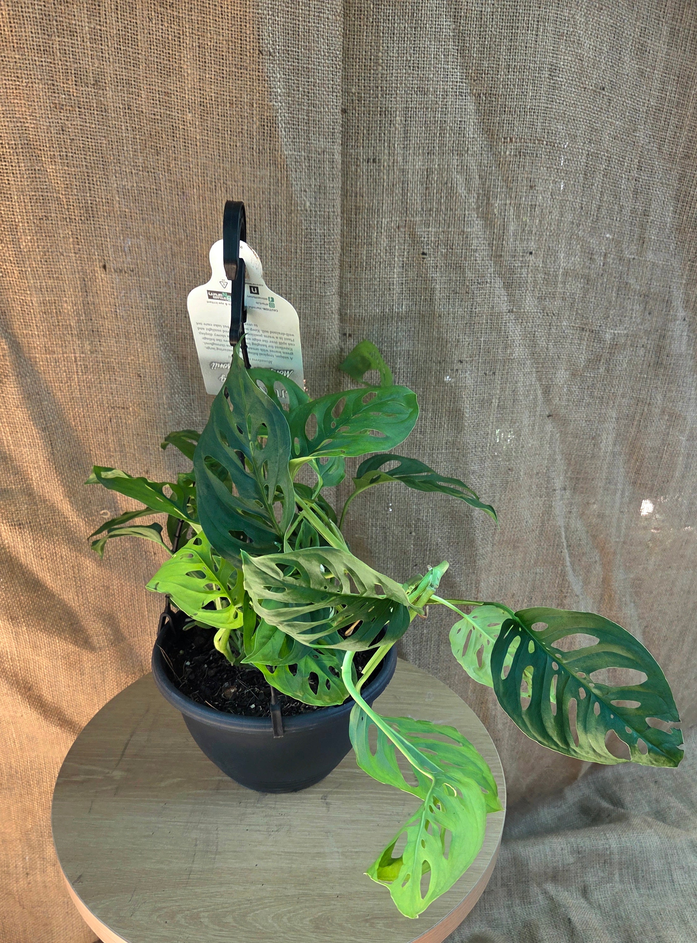 Monstera Adansonii