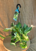 Epipremnum Marple Queen