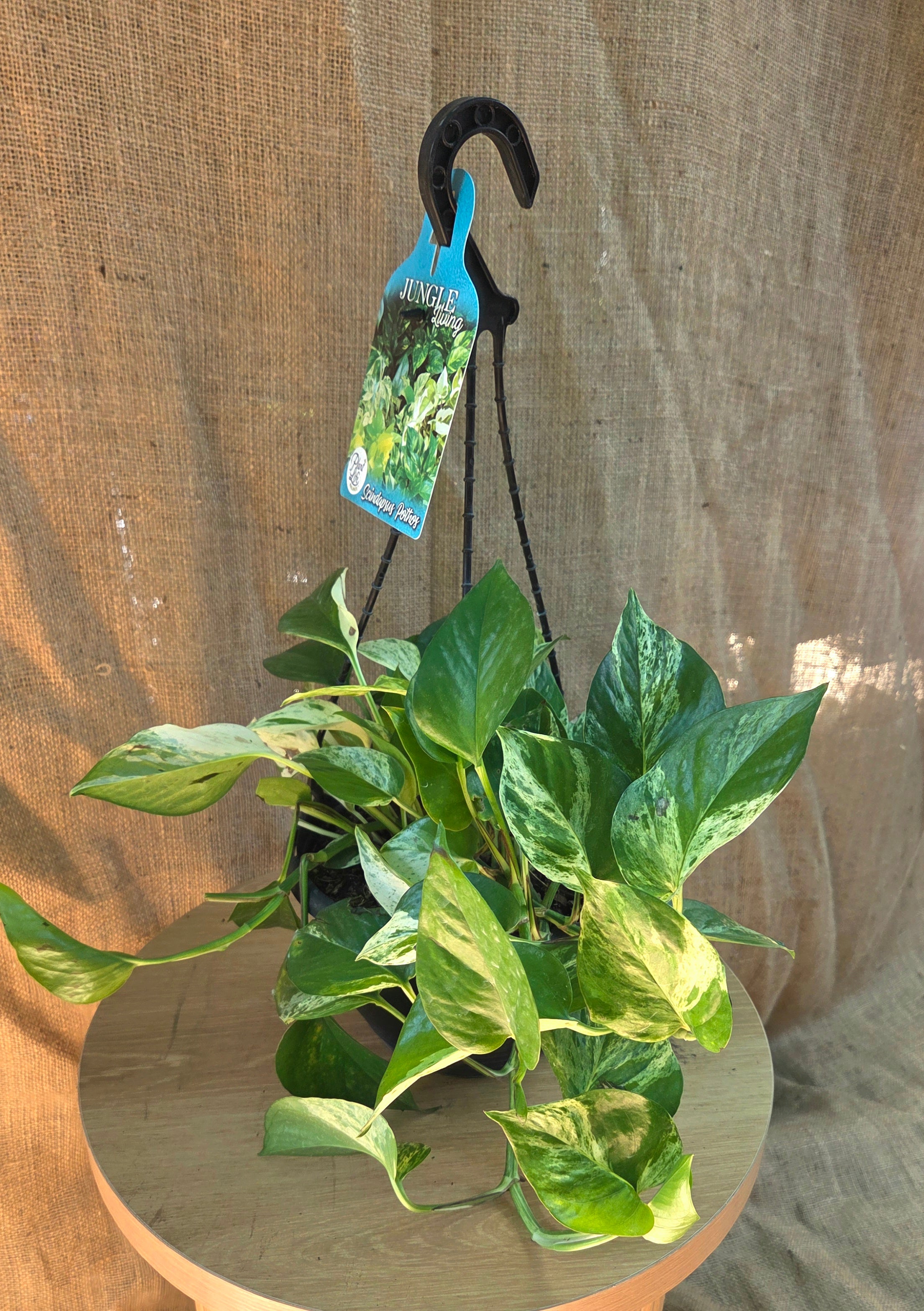 Epipremnum Marple Queen