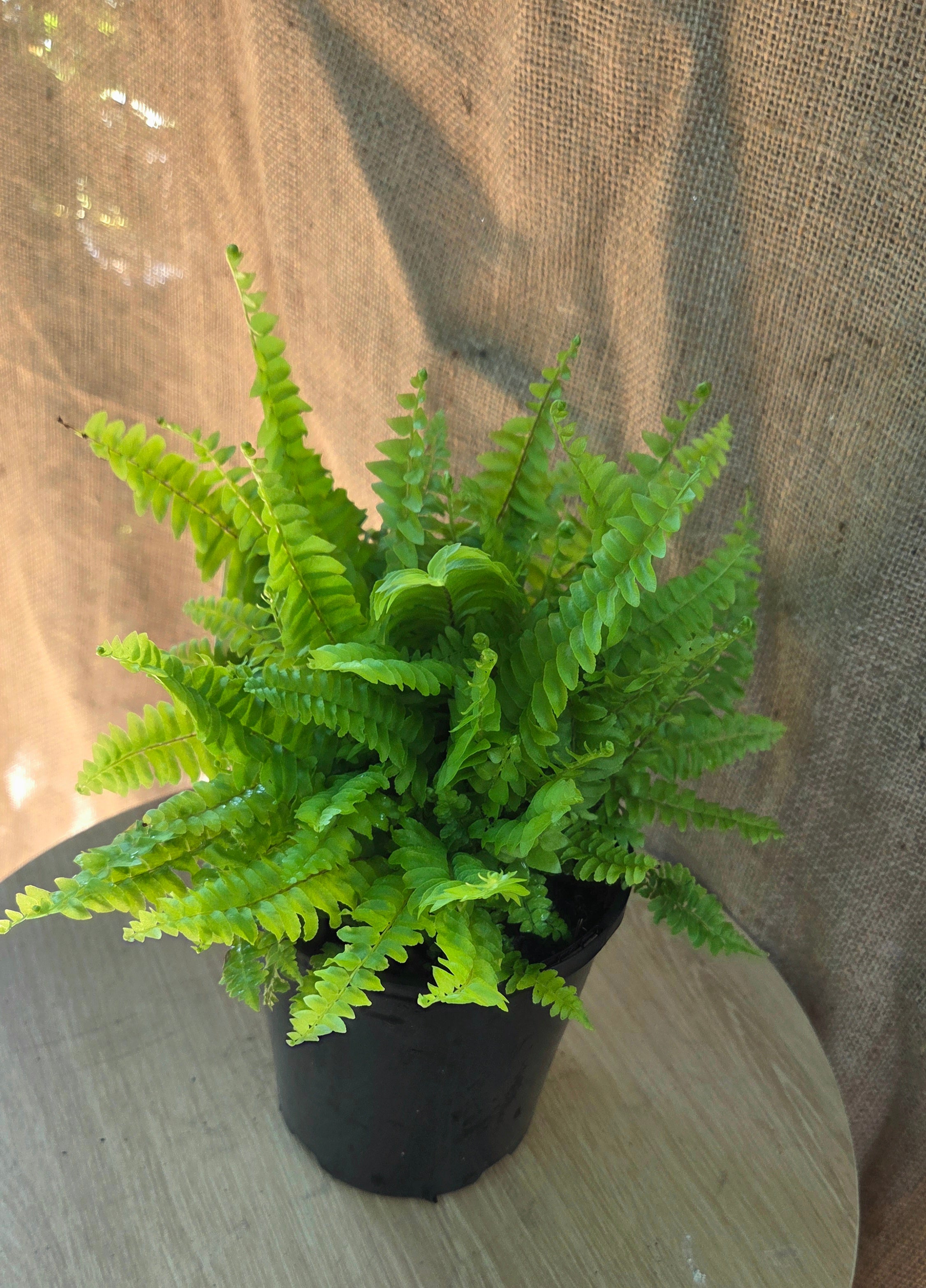 Nephrolepis Blue Bell