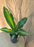 Dracaena Happy Plant