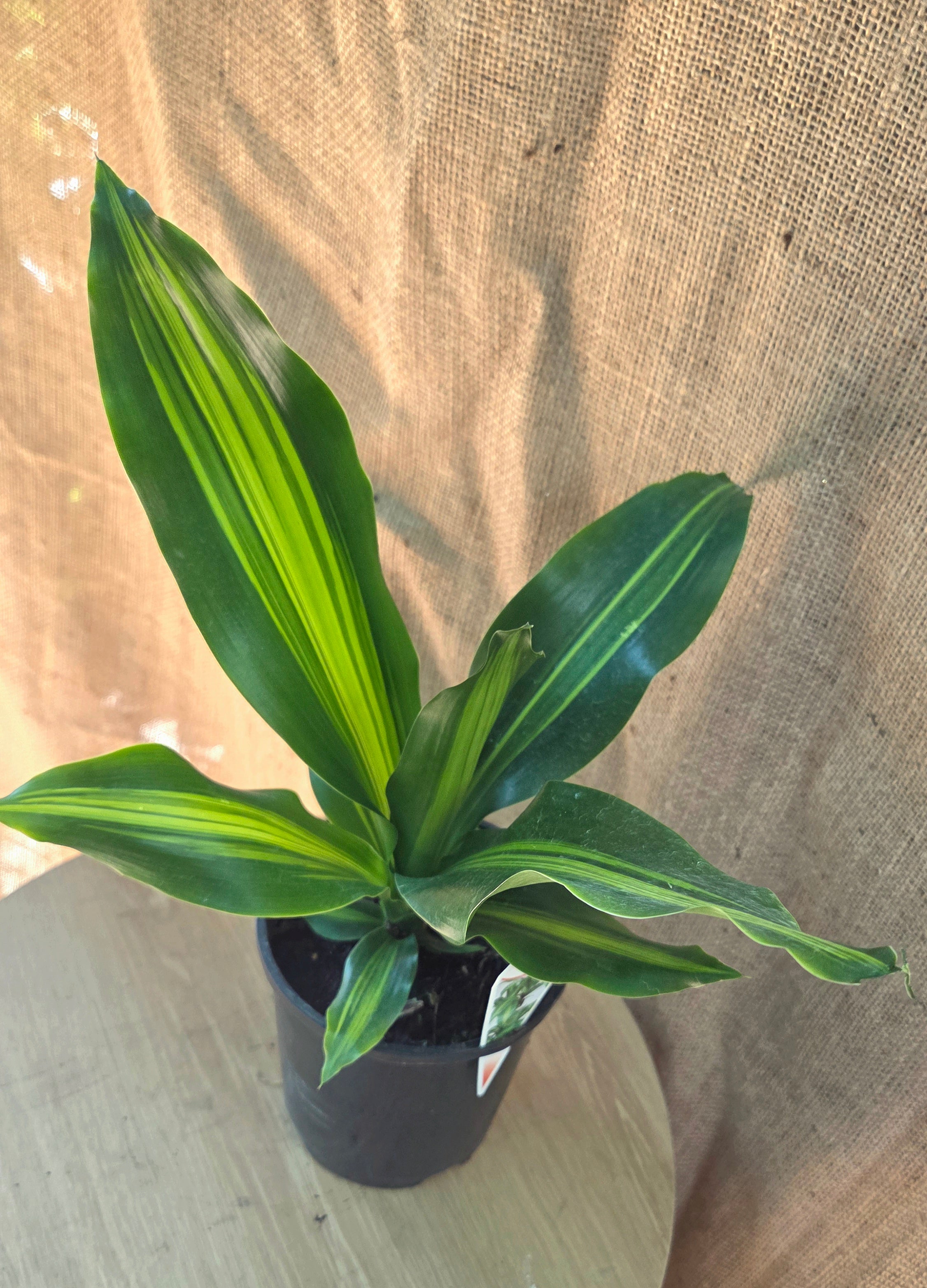 Dracaena Happy Plant