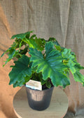 Philodendron Shangri La