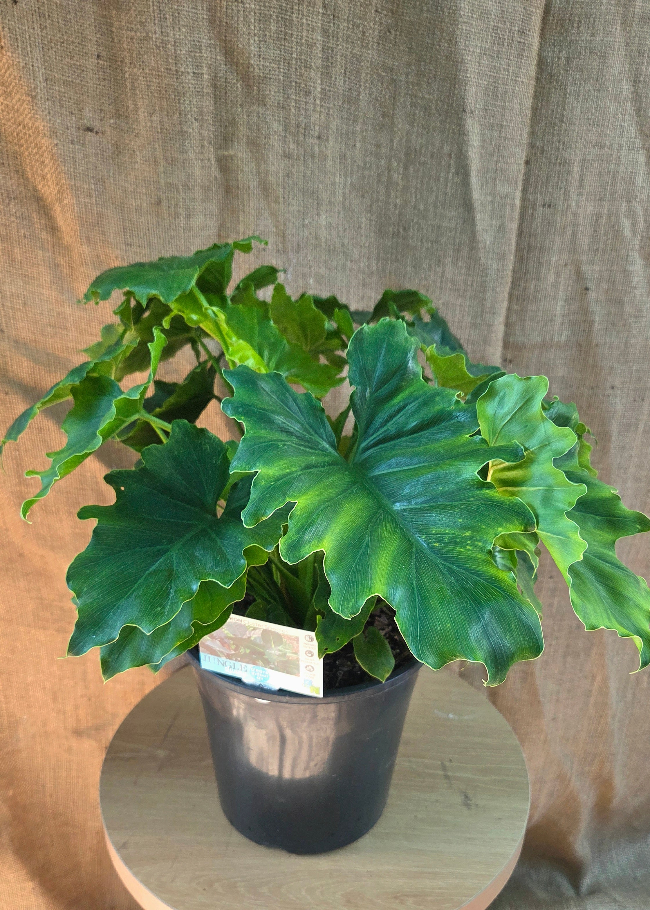 Philodendron Shangri La
