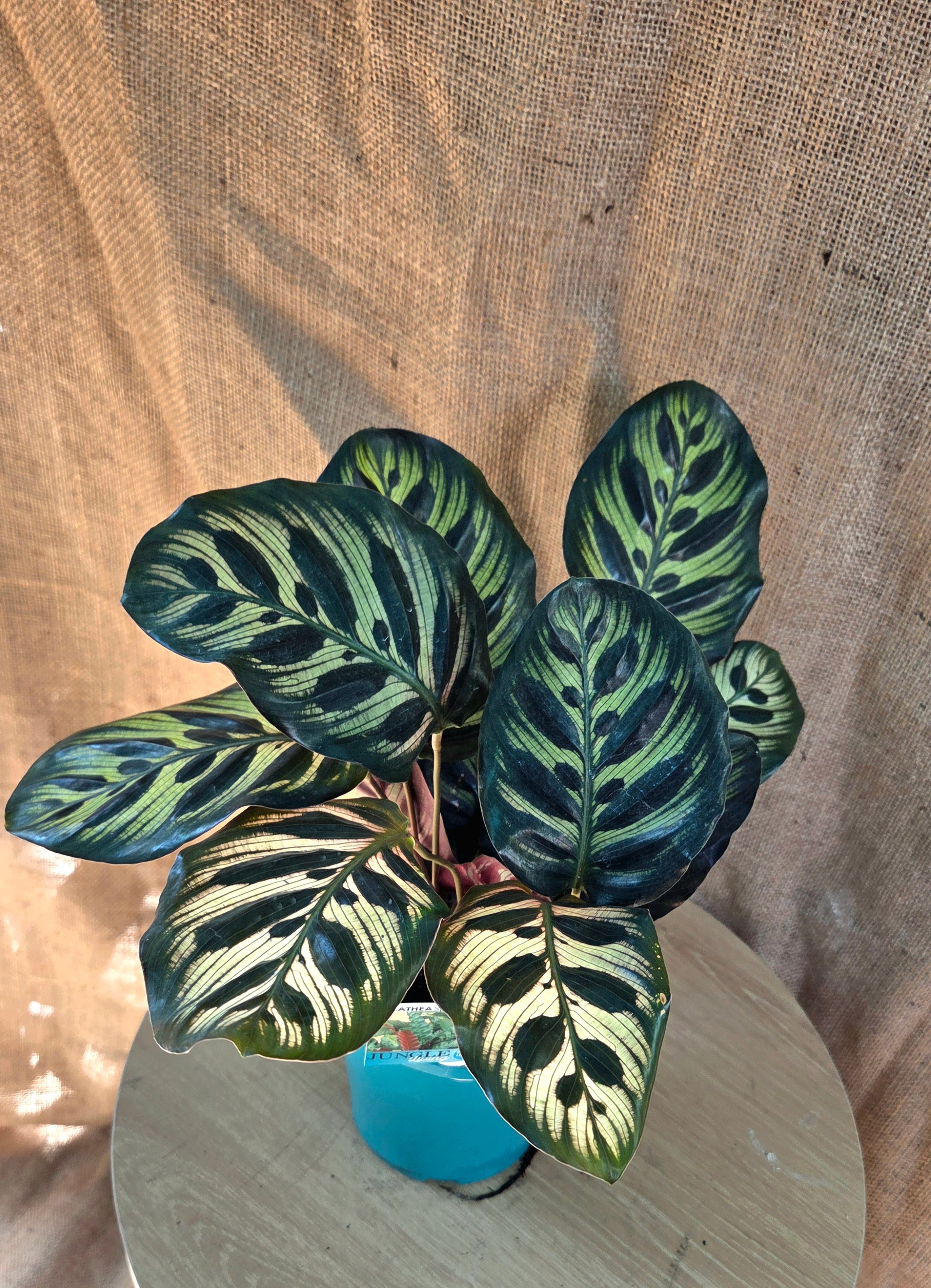 Calathea Makoyana