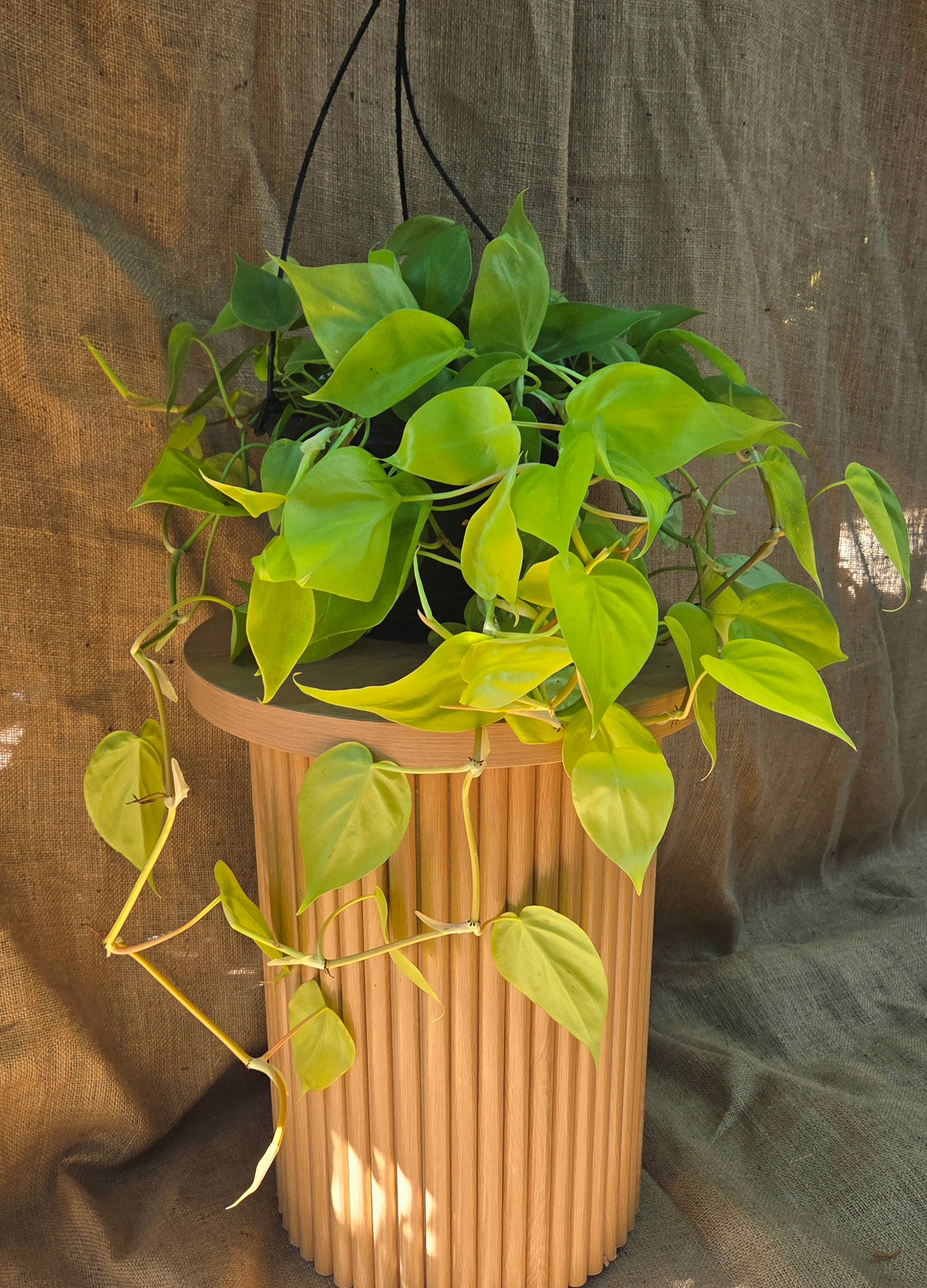 Philodendron Cordatum Gold
