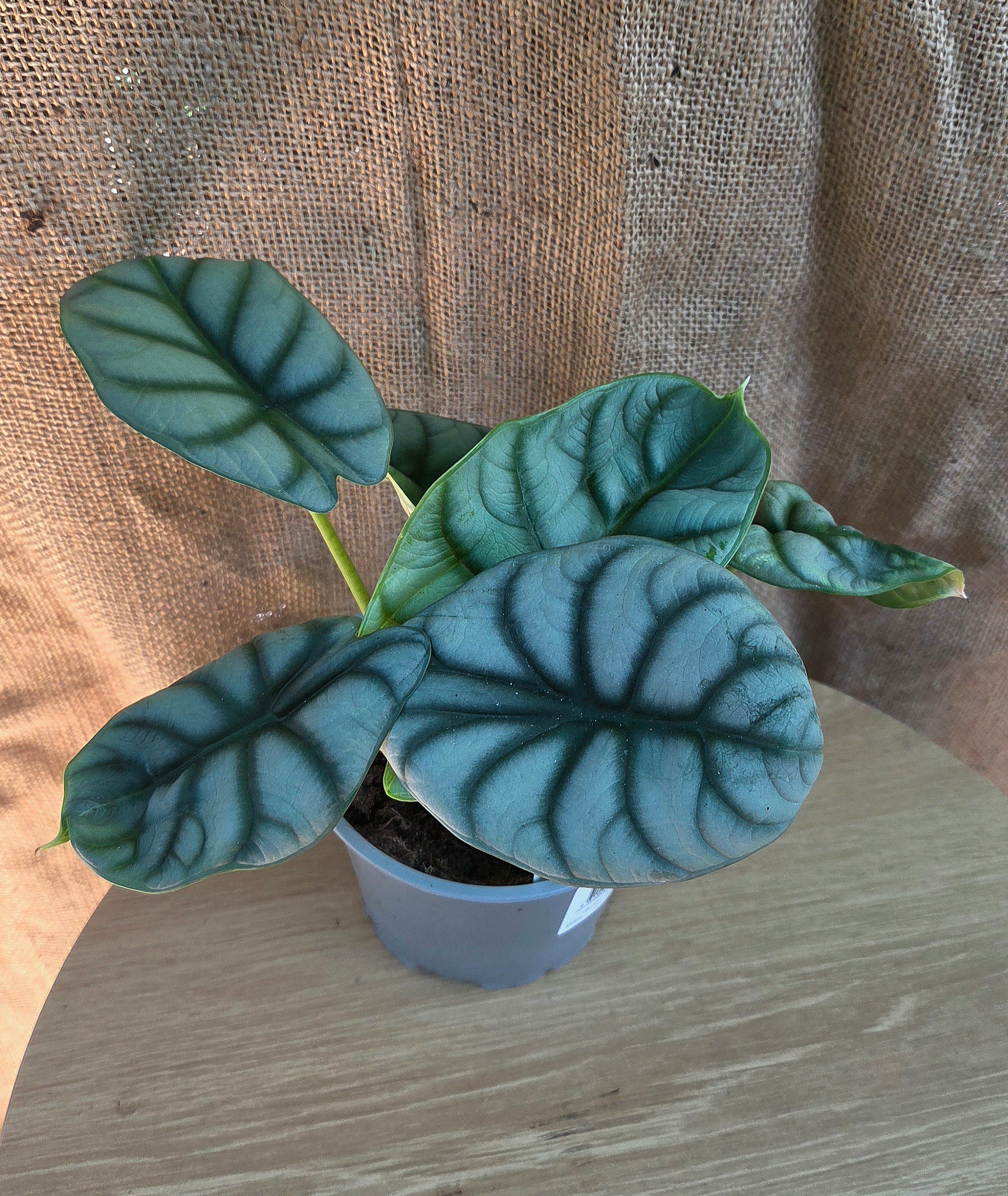 Alocasia Silver Dragon
