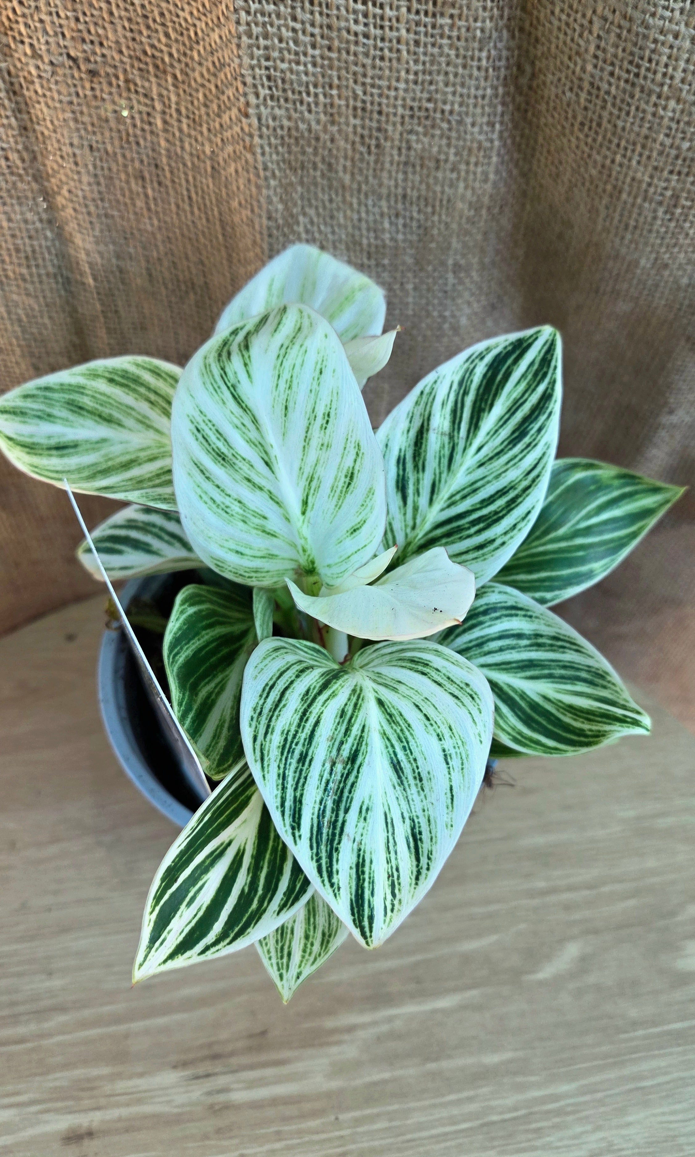 Philodendron Birkin White Pearl