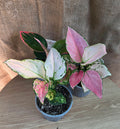 Aglaonema species
