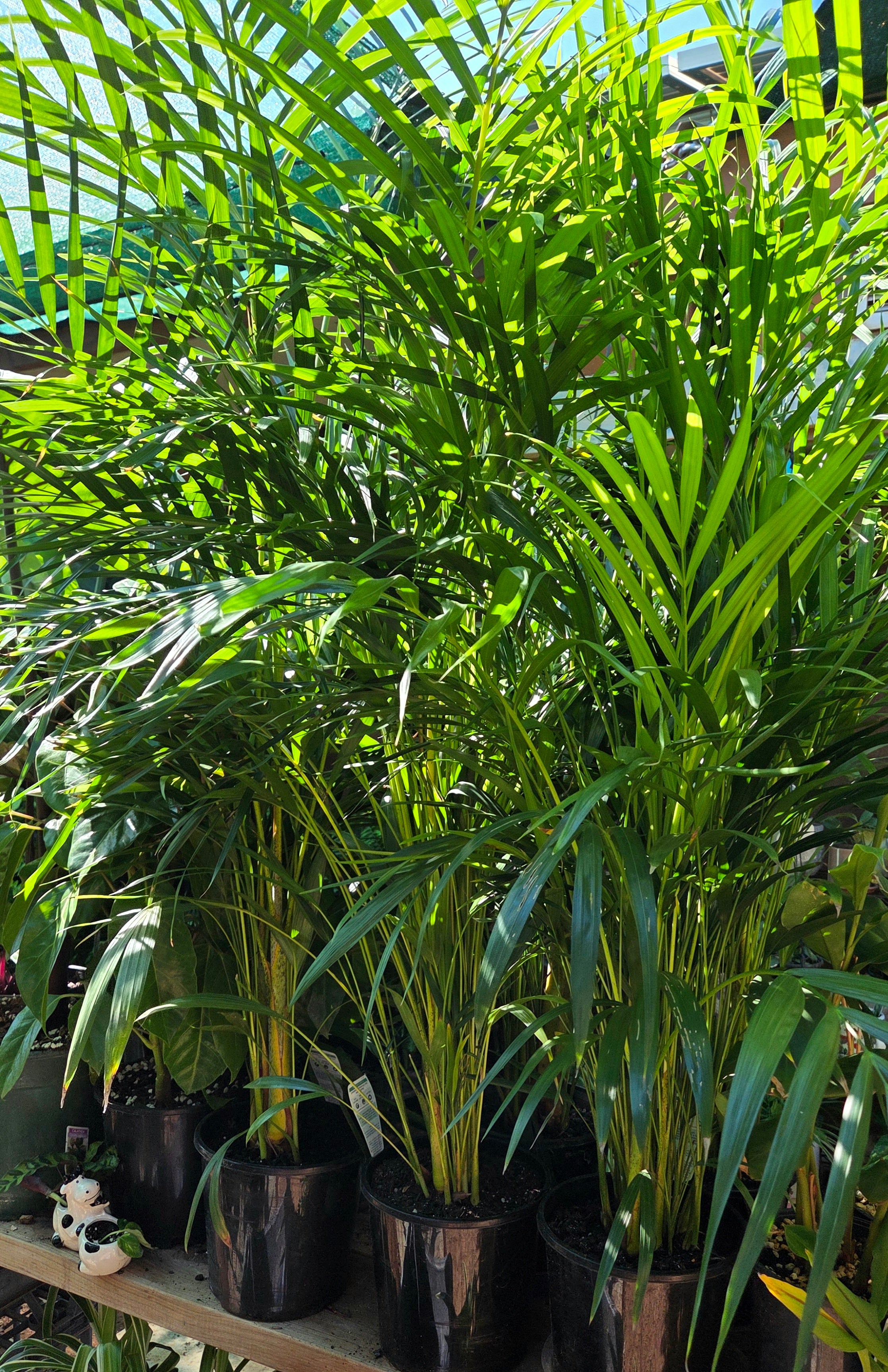 Golden cane - Dypsis Lutescens