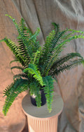 Nephrolepis Emerald Queen