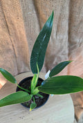 Philodendron Martianum - Fat Boy