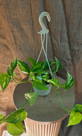 Devil's ivy - Epipremnum Aurea