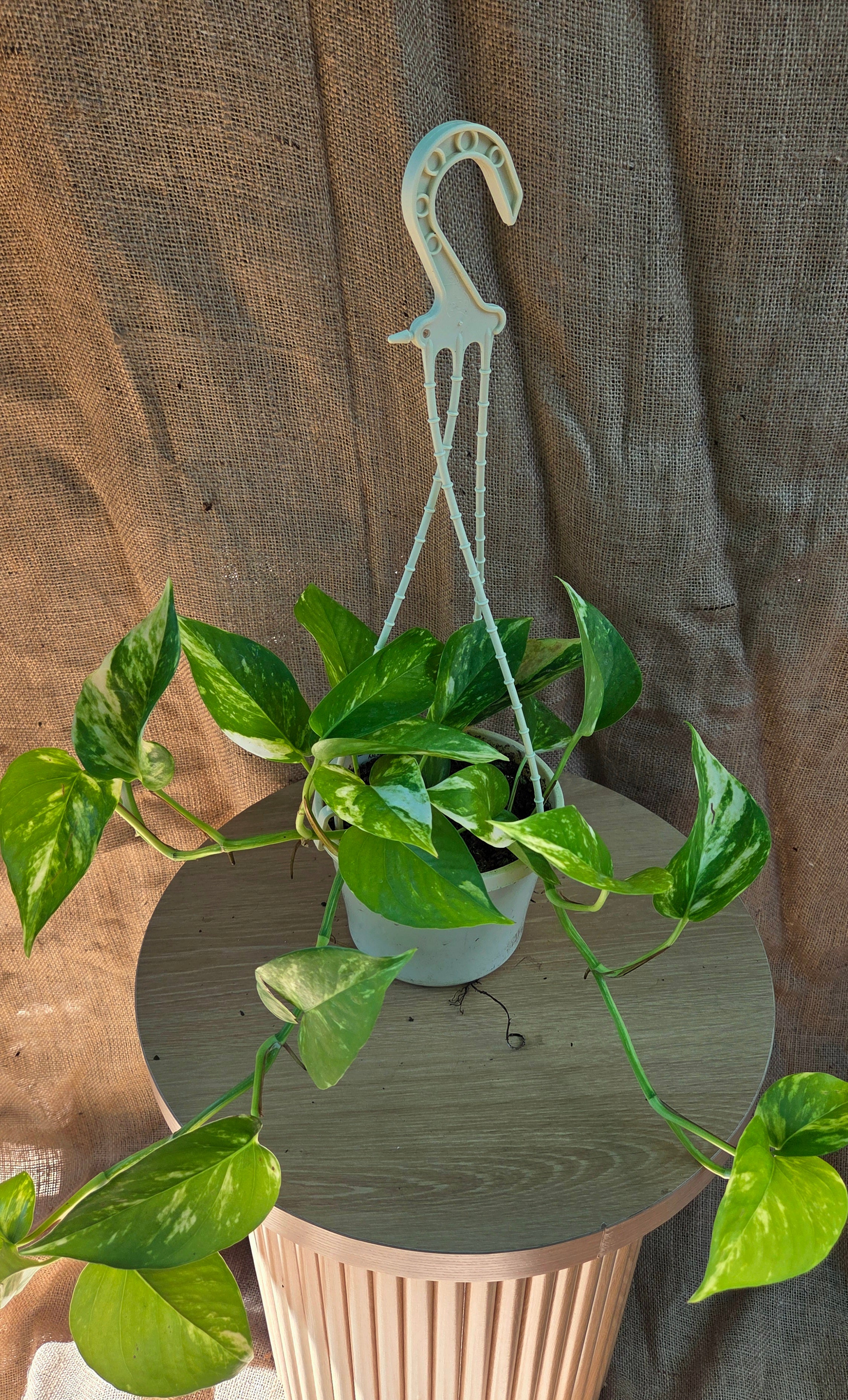 Devil's ivy - Epipremnum Aurea