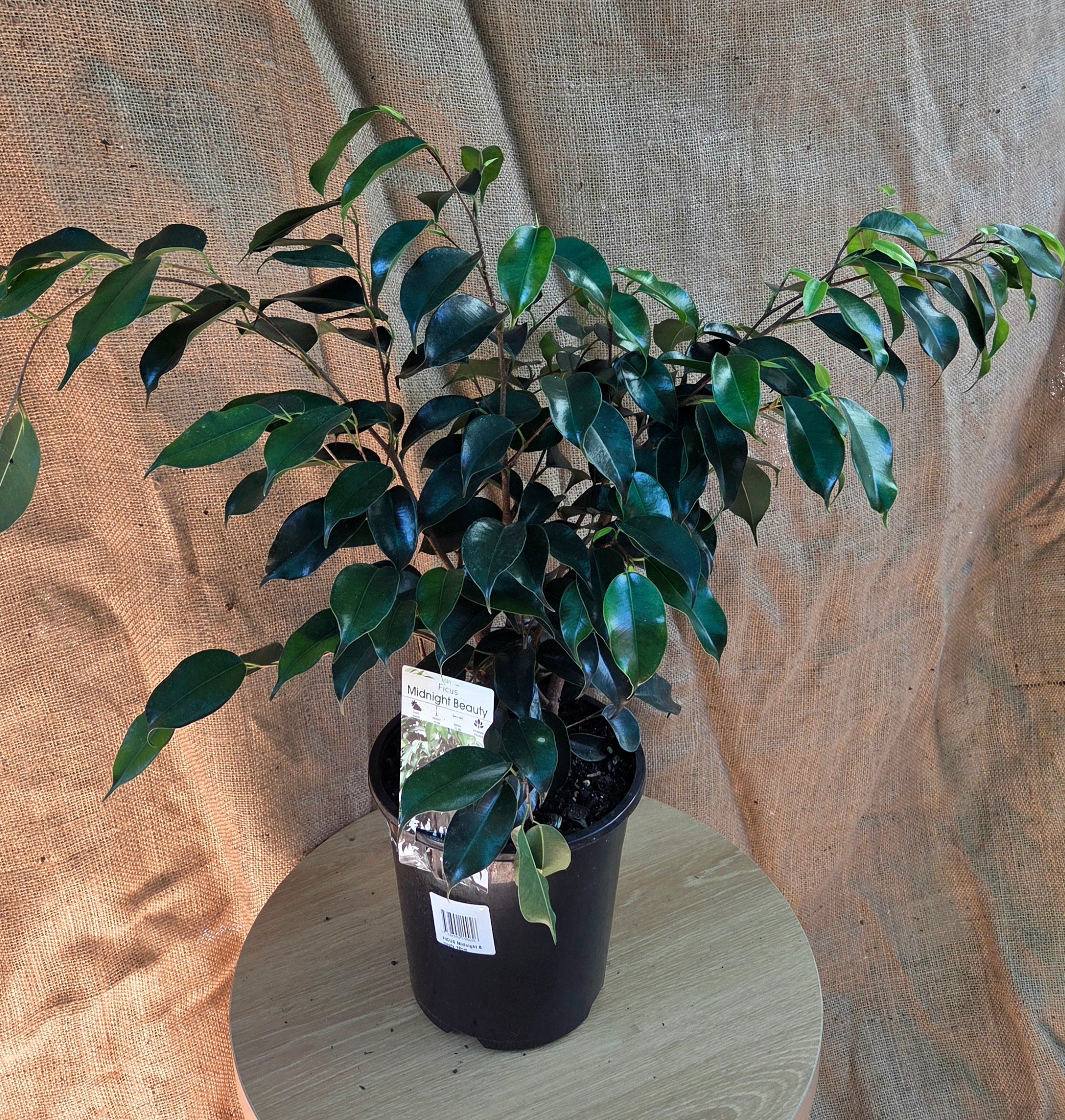 Ficus Midnight Beauty