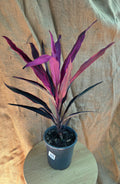 Cordyline Red Wings