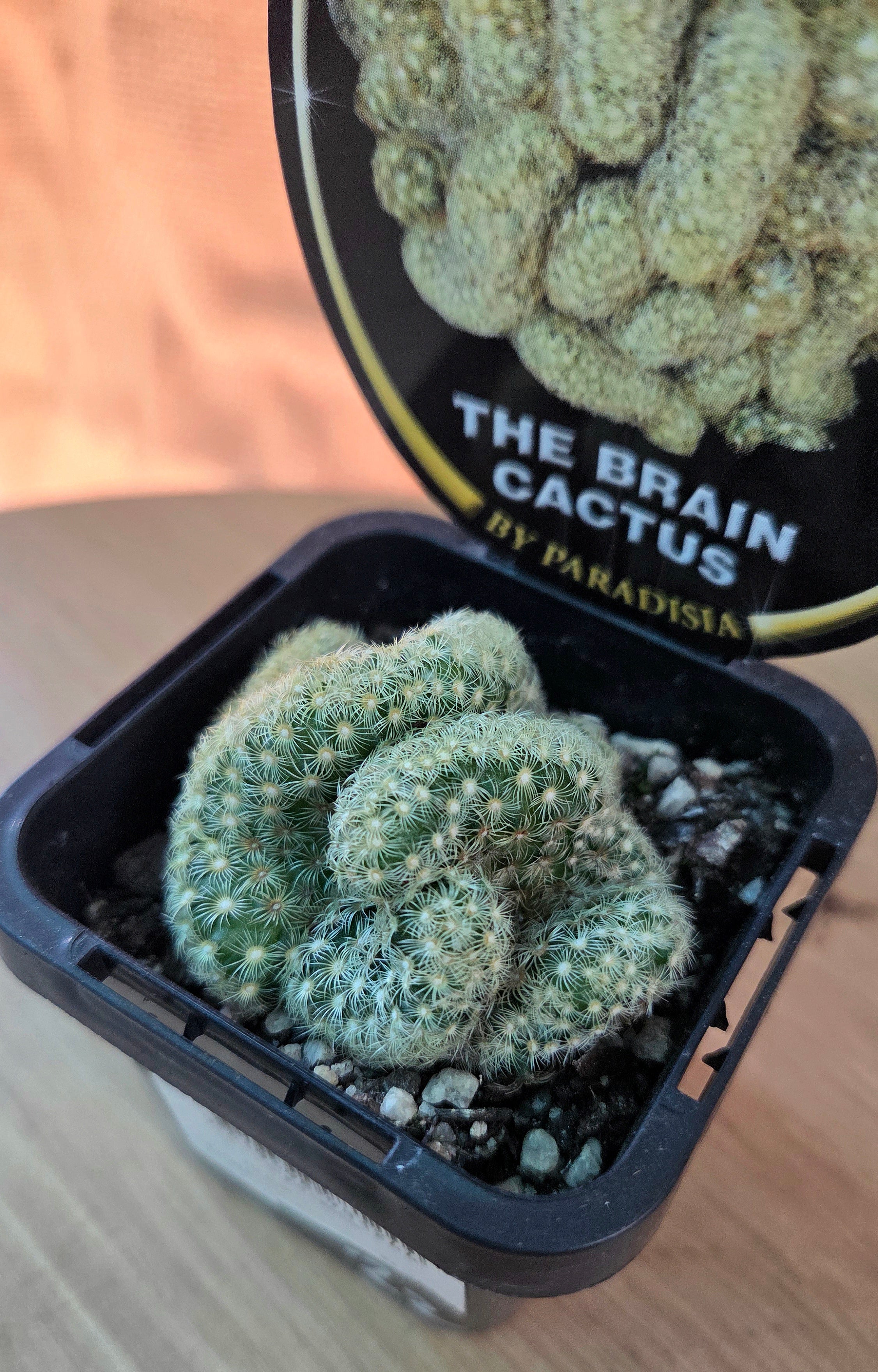 Cacti - Brain