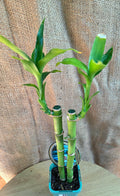 Lucky Bamboo
