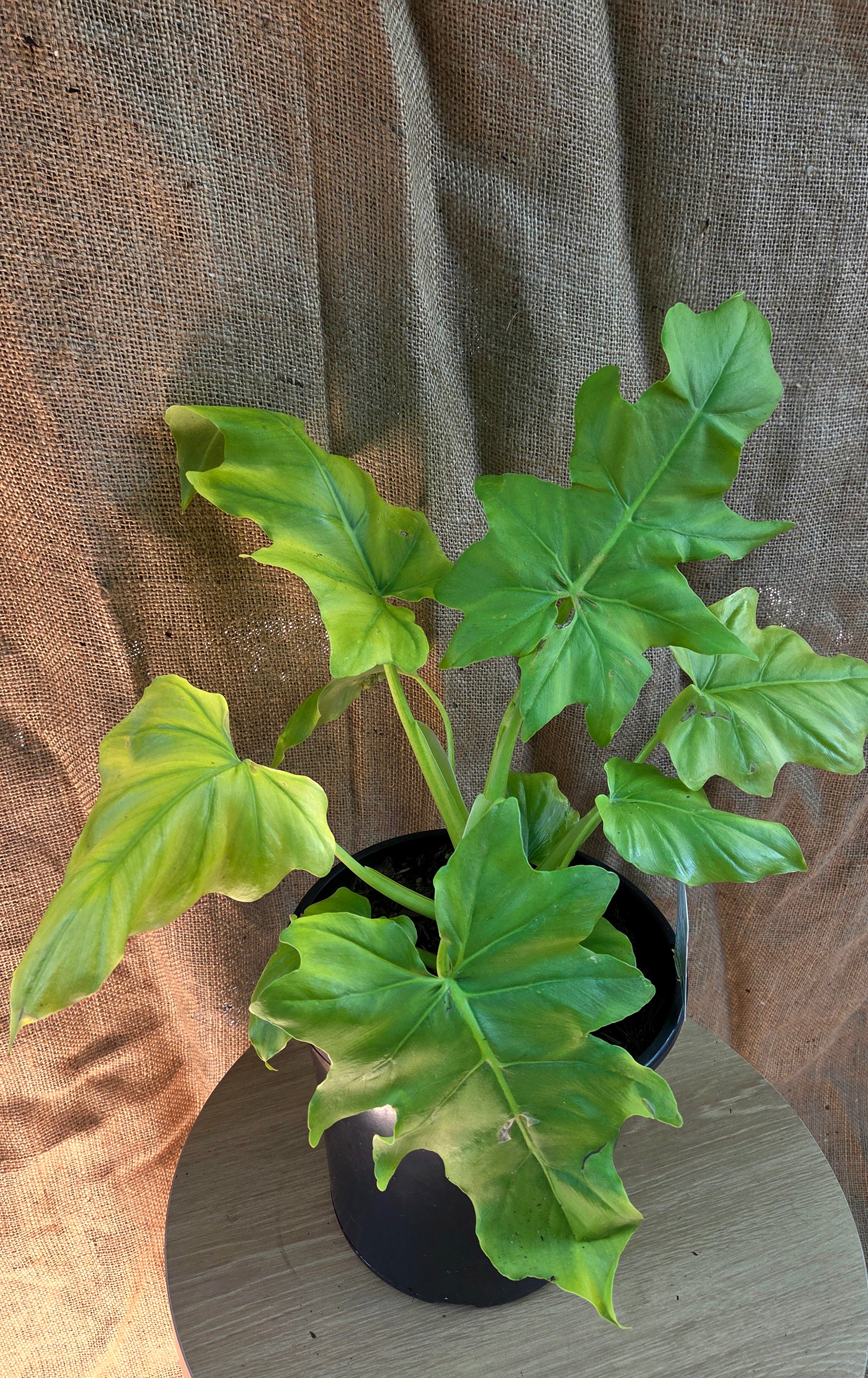 Philodendron Warcewiczii Aurea