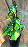 Philodendron Brasil
