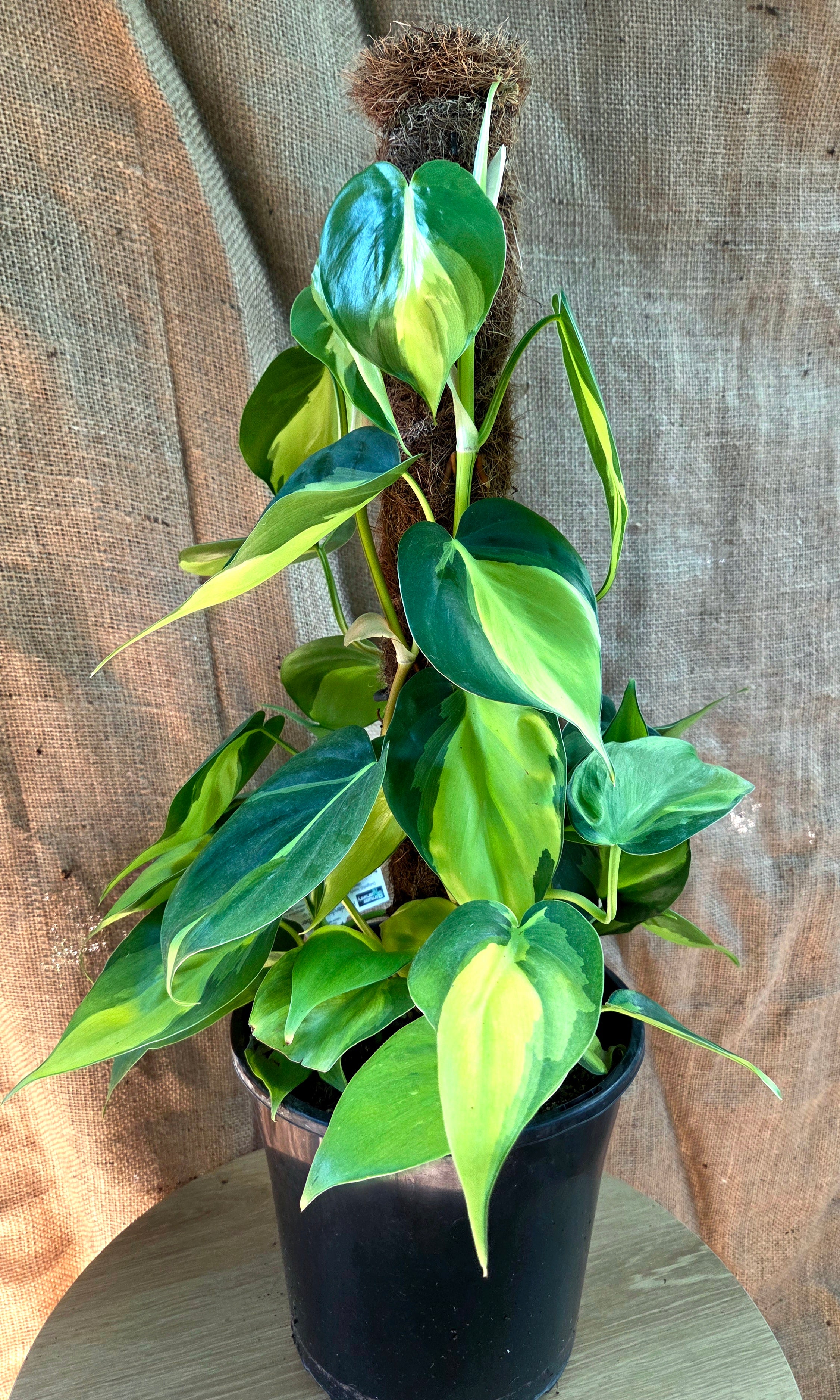Philodendron Brasil